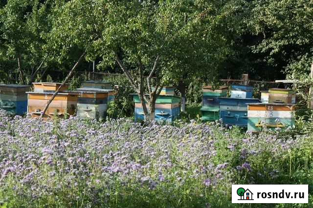 Пчелы, улья новые и б/у, интвентарь Луховицы - изображение 1