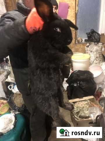 Кролики породы французский баран Чита - изображение 1