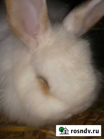 Кролик декоративный с клеткой Тихорецк - изображение 1