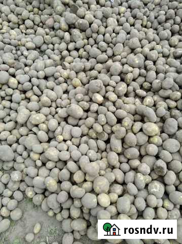 Картофель на корм животным Череповец - изображение 1