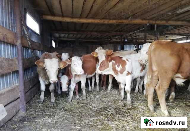 Бычки молодняк Армавир - изображение 1