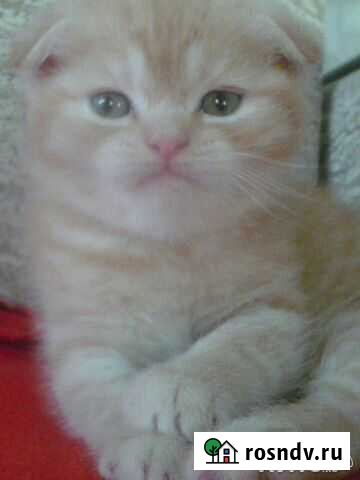 Вязка с породистым британцем Миллерово - изображение 1