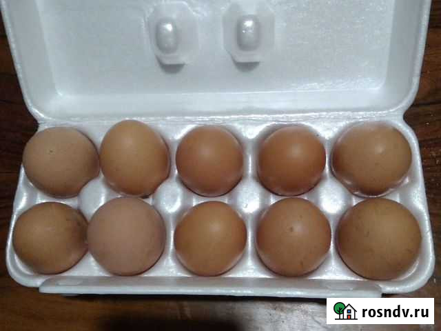 Домашние куриные яйца, доставка Курган - изображение 1