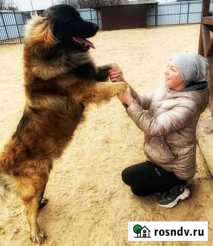 Гостиница для собак (передержка) Рязань - изображение 1