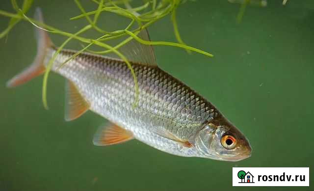 Плотва-живец Вологда - изображение 1