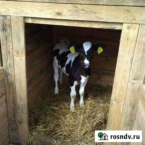 Бычки телки Новые Лапсары - изображение 1