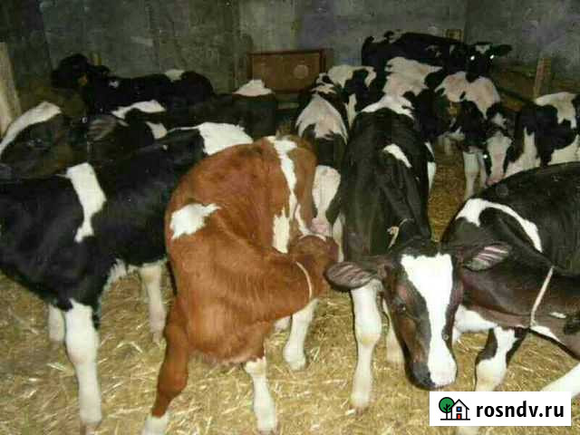 Телята бычки телки Козловка - изображение 1