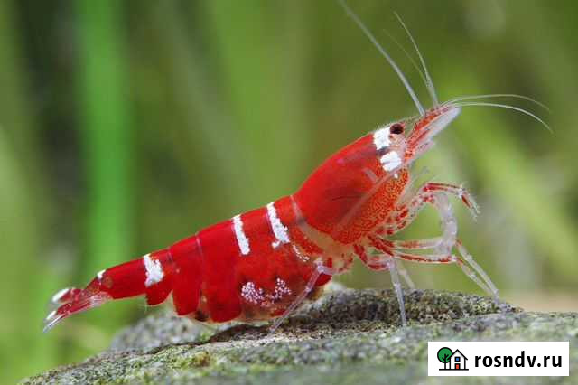 Аквариумные креветки в ассортименте Мурманск - изображение 1