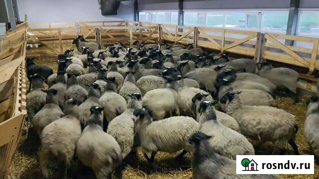 Ярки племенные романовской мясных и молочных пород Москва - изображение 1