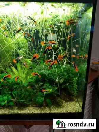 Аквариумные Рыбки Гуппи (Tuxedo Red Koi) Коммунарка