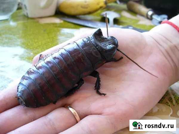 Мадагаскарские тараканы Магнитогорск - изображение 1