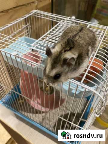 Джунгарский хомяк Уфа - изображение 1