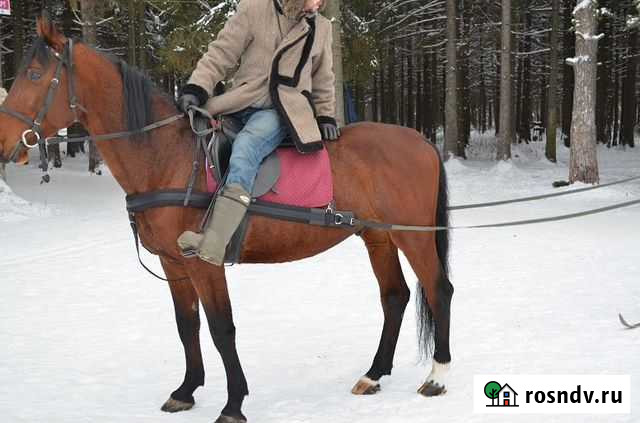 Шорка для скиджоринга Раменское - изображение 1