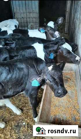 Бычки Тамала - изображение 1