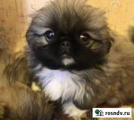 Зооняня Калининград - изображение 1