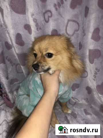 Одежда для собак мелких пород Нефтеюганск - изображение 1