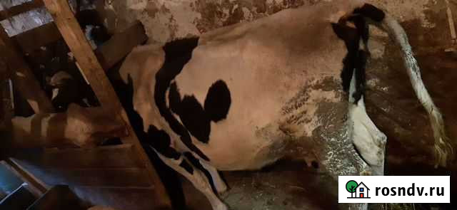 Корова дойная Евлашево - изображение 1