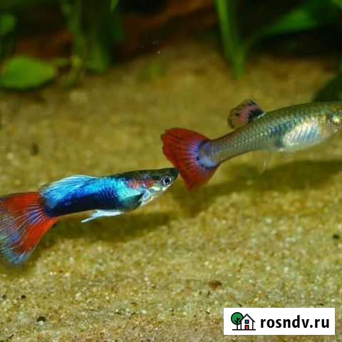 Гуппи Копейск - изображение 1