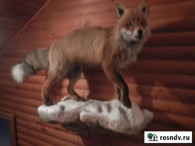 Продам чучело лисы,косули Кола - изображение 1