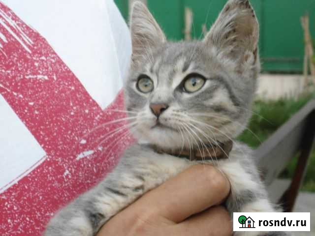 Кошки Брянск - изображение 1