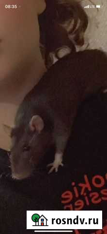 Крыска с клеткой Барнаул - изображение 1