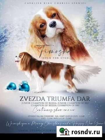 Кавалер кинг чарльз спаниель вязка Санкт-Петербург - изображение 1