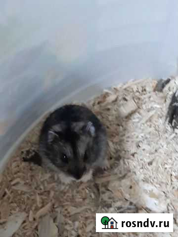 Джунгарские и сирийские хомяки Михайловка - изображение 1