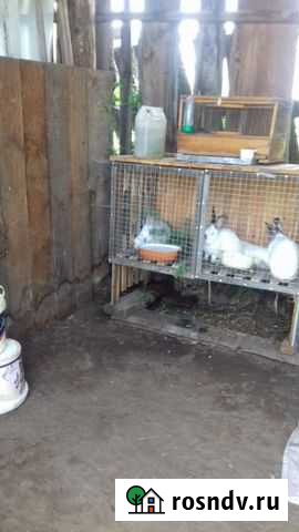 Кролики Калифорния Курагино - изображение 1