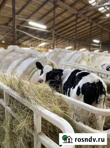 Бычки 1,2,3 месяца Дюртюли - изображение 1