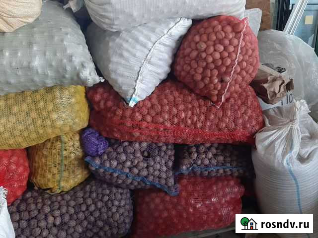 Грецкий орех Львовское - изображение 1