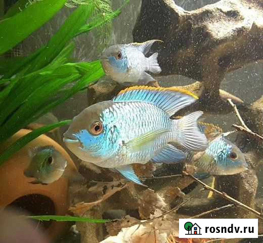 Продам аквариум Джебо- R470 Камень-на-Оби - изображение 1