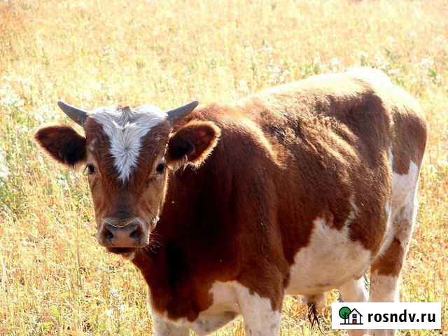Бычата мясо-молочного направления Ртищево - изображение 1