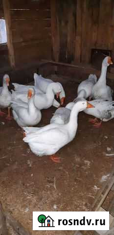 Гуси Баранчинский - изображение 1