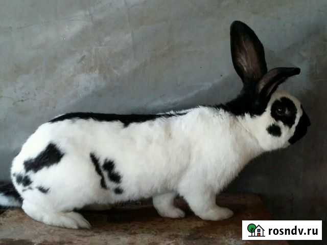 Кролики крупных пород.Мясо кроличье Кимры - изображение 1