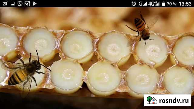 Маточное молочко Бийск - изображение 1