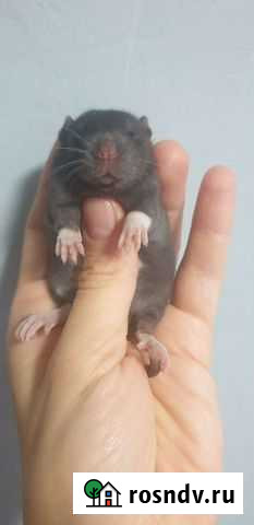 Крыса дамбо Уфа - изображение 1