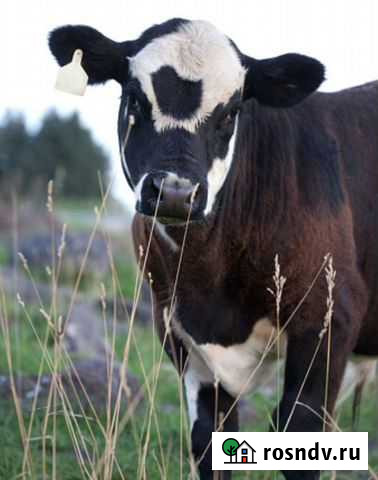 Телята бычки Каменск-Шахтинский - изображение 1