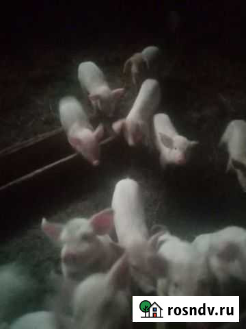 Поросенок ландрас Ижевск - изображение 1