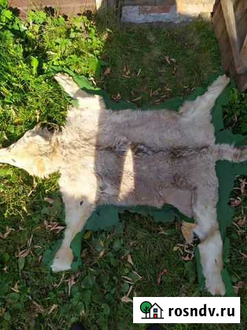 Шкура волка Иваново - изображение 1