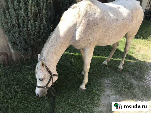 Продается чистокровная арабская кобыла Назрань - изображение 1