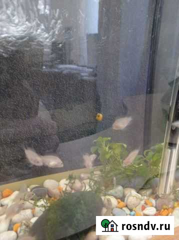 Цихлазома фламинго Подольск - изображение 1