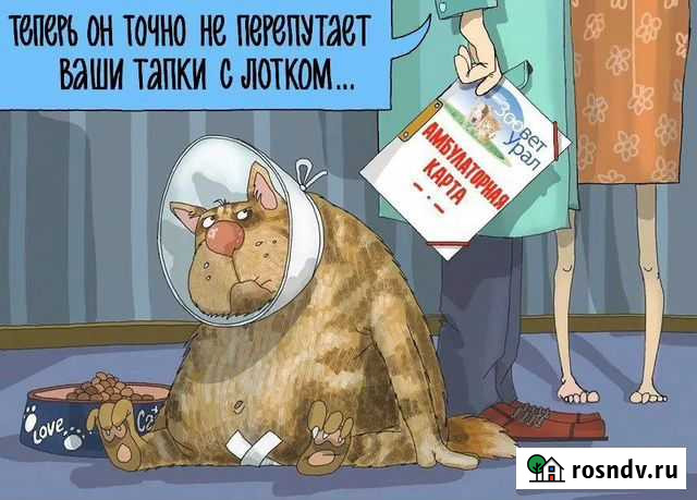 Ветеринарные услуги Тольятти - изображение 1