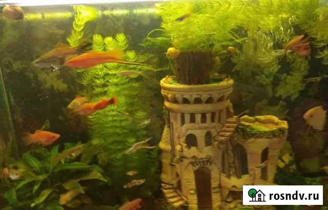 Рыбки Хабаровск - изображение 1