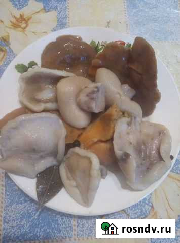 Грибы Тольятти - изображение 1