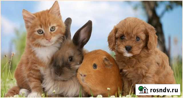 Передержка домашних питомцев Калининград - изображение 1