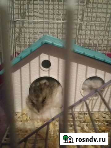 Джунгарский хомяк бесплатно Лесной - изображение 1