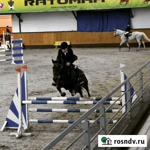 Ганноверская кобыла 7 лет, конкур Воронеж - изображение 1