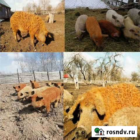 Поросята Выгоничи - изображение 1