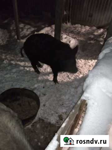 Хряк Монетный - изображение 1