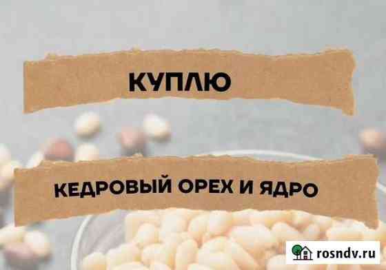 Кедровый орех Томск